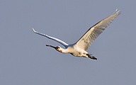 01 Eurasian spoonbill (Platalea leucorodia)